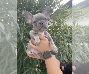 French Bulldog Puppy for sale in LAS VEGAS, NV, USA