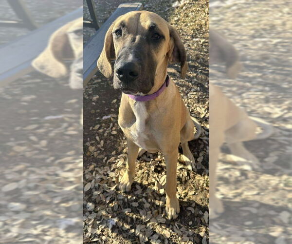 Medium Photo #5 Great Dane Puppy For Sale in PIPE CREEK, TX, USA