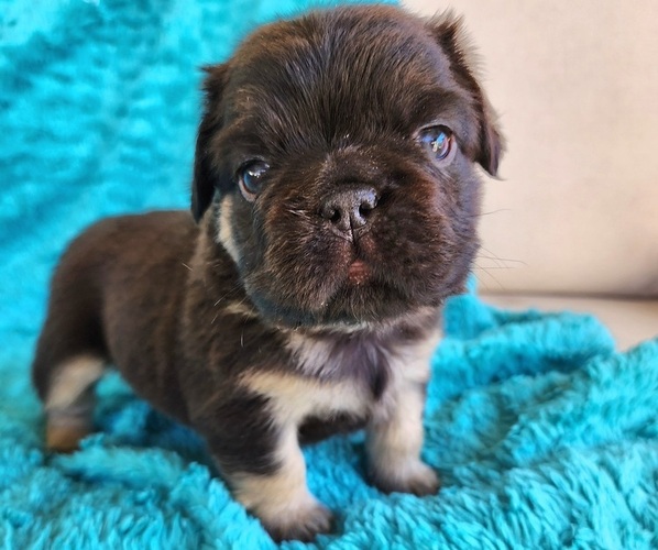 Medium Photo #13 French Bulldog Puppy For Sale in LAS VEGAS, NV, USA