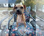 Small #8 Black Mouth Cur Mix