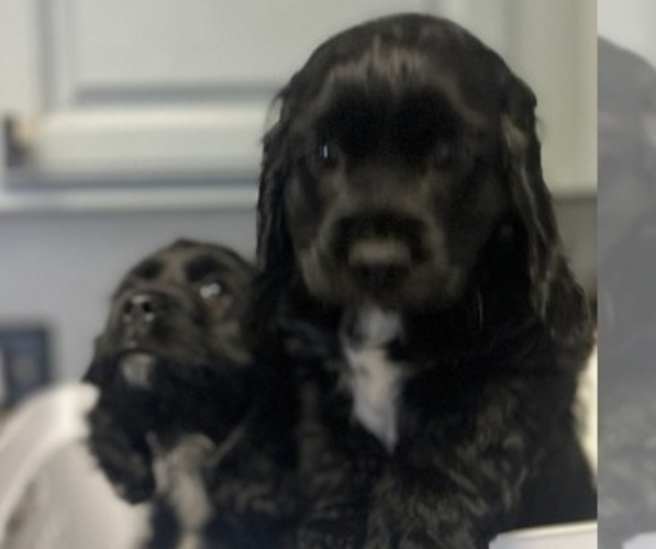 Medium Photo #1 Cocker Spaniel Puppy For Sale in BRECKENRIDGE, CO, USA