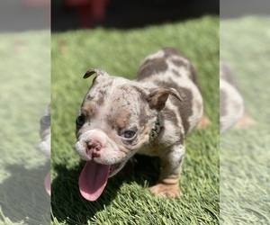 Bulldog Puppy for sale in LOS ANGELES, CA, USA