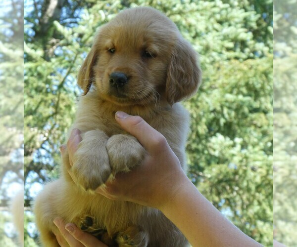 Medium Photo #1 Golden Retriever Puppy For Sale in WOLCOTT, VT, USA