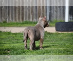 Small Photo #6 American Bully Puppy For Sale in BOLIVAR, MO, USA