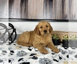 Golden Retriever Puppy for sale in FRANKLIN, IN, USA