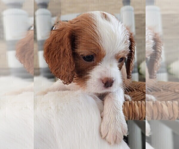 Medium Photo #12 Cavalier King Charles Spaniel Puppy For Sale in CARLISLE, KY, USA