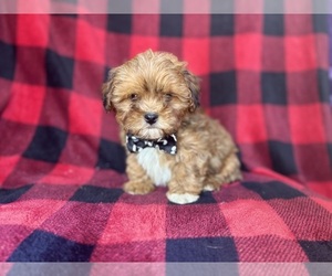 ShihPoo Puppy for sale in LAKELAND, FL, USA