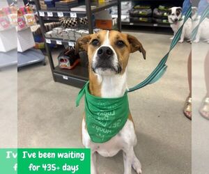 Lemuel - Male Mutt Dog for Adoption - Photo #10