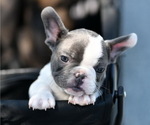 Puppy 2 French Bulldog