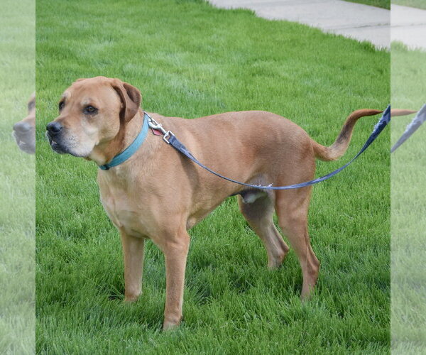 Medium Photo #3 American Staffordshire Terrier-Unknown Mix Puppy For Sale in Huntley, IL, USA