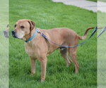 Small #2 American Staffordshire Terrier Mix