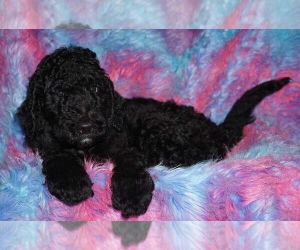 Medium Photo #3 Labradoodle Puppy For Sale in LA HABRA, CA, USA