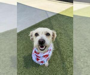 Mutt Dogs for adoption in San Martin, CA, USA
