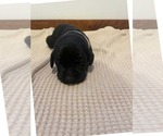 Small Photo #15 Labrador Retriever Puppy For Sale in BARRON, WI, USA