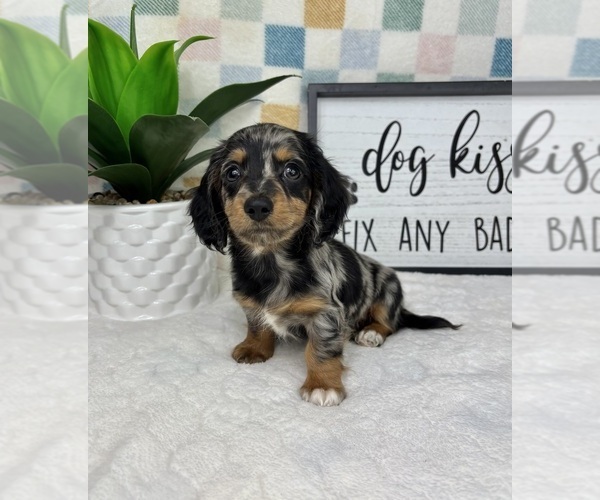 Medium Photo #1 Dachshund Puppy For Sale in FRANKLIN, IN, USA