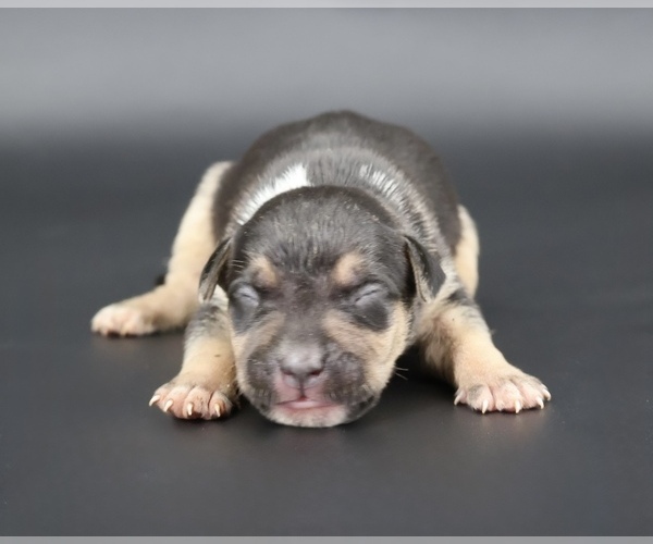 Medium Photo #1 American Bully Puppy For Sale in CHAMPAIGN, IL, USA