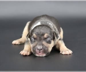 American Bully Puppy for Sale in CHAMPAIGN, Illinois USA