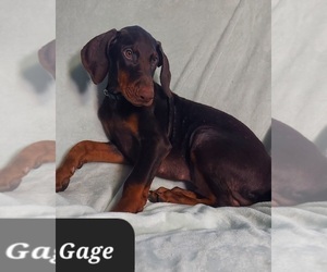 Doberman Pinscher Puppy for sale in POMEROY, OH, USA