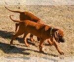 Small Photo #6 Rhodesian Ridgeback Puppy For Sale in CHILOQUIN, OR, USA