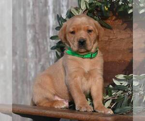 Labrador Retriever Puppy for sale in BERNVILLE, PA, USA