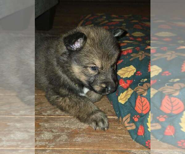Medium Photo #2 Mutt Puppy For Sale in Imlay City, MI, USA