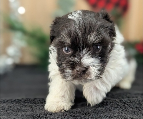Medium Photo #12 Havanese Puppy For Sale in GOSHEN, IN, USA