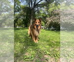 Small #3 Collie-German Shepherd Dog Mix