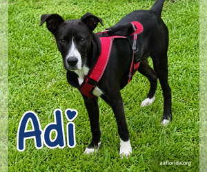 Labrador Retriever-Staffordshire Bull Terrier Mix Dogs for adoption in Pensacola, FL, USA