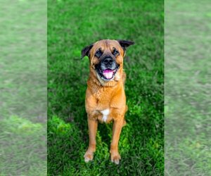 Chow Chow-Mastiff Mix Dogs for adoption in Sparta, TN, USA