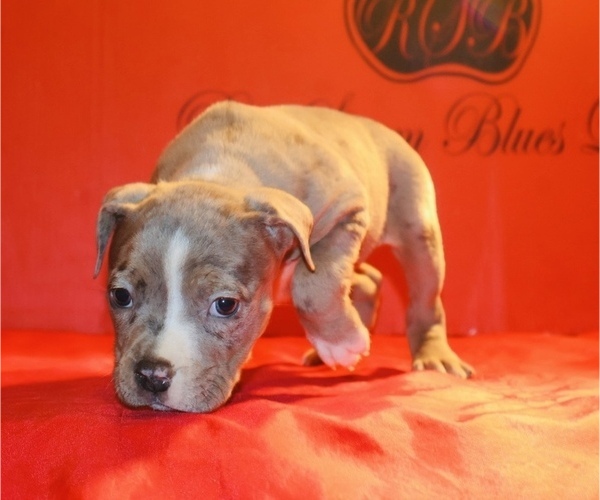 Medium Photo #2 American Bully Puppy For Sale in TRENTON, NJ, USA