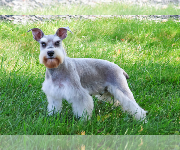 Medium Photo #2 Schnauzer (Miniature) Puppy For Sale in SYRACUSE, IN, USA