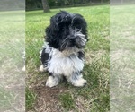Small #1 Poodle (Miniature)-ShihPoo Mix