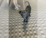 Small #2 Staffordshire Bull Terrier Mix