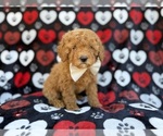 Small #1 Cavapoo (Miniature)