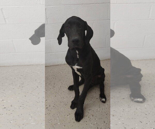 Medium Photo #1 Great Dane Puppy For Sale in York, SC, USA