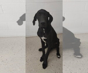 Great Dane Dogs for adoption in York, SC, USA