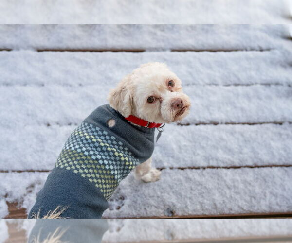 Medium Photo #4 Havamalt Puppy For Sale in Mundelein, IL, USA