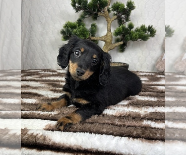 Medium Photo #5 Dachshund Puppy For Sale in FRANKLIN, IN, USA