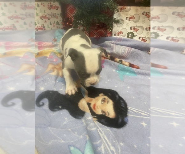 Medium Photo #2 American Bully-Pit Puppy For Sale in RONNEBY, MN, USA