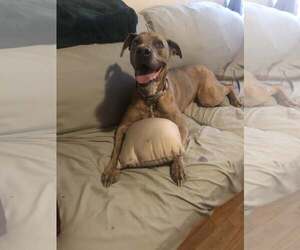 Jessie - Female Unknown-Weimaraner Mix Dog for Adoption - Photo #3