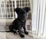 Small #4 German Shepherd Dog Mix