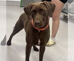 Small #1 Labrador Retriever-Retriever  Mix