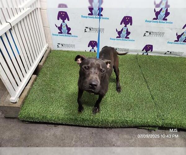 Medium Photo #1 American Pit Bull Terrier Puppy For Sale in Orlando, FL, USA