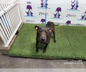 American Pit Bull Terrier Dogs for adoption in Orlando, FL, USA
