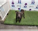 Small American Pit Bull Terrier