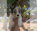 Small Photo #9 Australian Shepherd Puppy For Sale in SPENCER, TN, USA