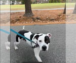 Small Photo #16 American Pit Bull Terrier-Unknown Mix Puppy For Sale in Virginia Beach, VA, USA
