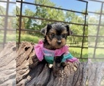 Small #13 Yorkshire Terrier