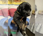 Small #1 German Shepherd Dog Mix
