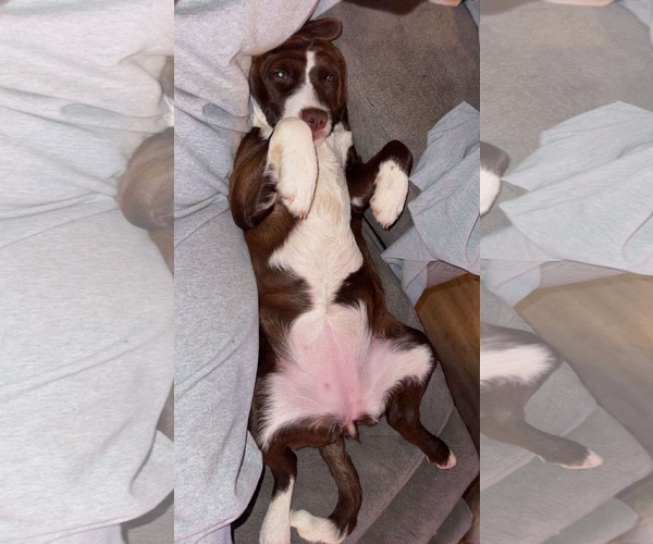 Medium Photo #3 Mutt Puppy For Sale in Germantown, OH, USA